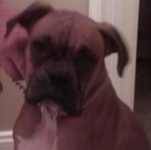 Meet your Posher, Ann